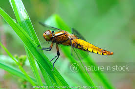 Attēlu rezultāti vaicājumam “Libellula depressa female”