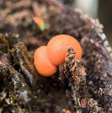 Attēlu rezultāti vaicājumam “Arcyria cinerea young”