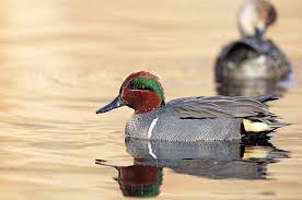 Attēlu rezultāti vaicājumam “Anas crecca male”