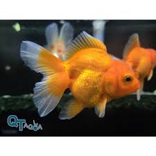 Image result for 金魚