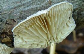 Attēlu rezultāti vaicājumam “Lenzites betulina”