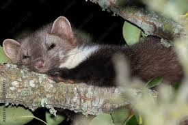 Attēlu rezultāti vaicājumam “Martes foina”