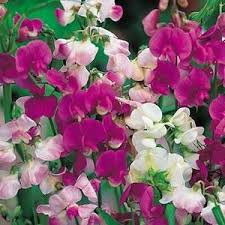 Attēlu rezultāti vaicājumam “Lathyrus latifolius flower”