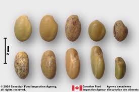 Attēlu rezultāti vaicājumam “Melilotus albus fruit”