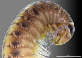 Attēlu rezultāti vaicājumam “Ommatoiulus vilnensis”