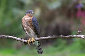 Attēlu rezultāti vaicājumam “Accipiter nisus male”