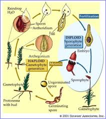 Attēlu rezultāti vaicājumam “Campylopus pyriformis sporophyte”