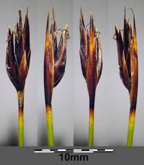 Attēlu rezultāti vaicājumam “Schoenus ferrugineus bud”