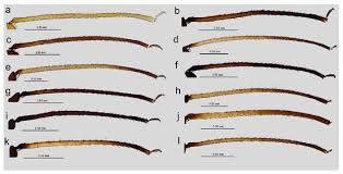 Attēlu rezultāti vaicājumam “Uroleucon hypochoeridis”