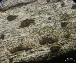 Attēlu rezultāti vaicājumam “Xylographa paralella”