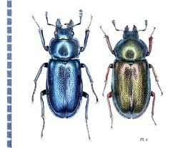 Attēlu rezultāti vaicājumam “Platycerus caraboides”