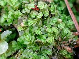 Attēlu rezultāti vaicājumam “Jungermannia leiantha sporophyte”