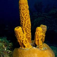 Attēlu rezultāti vaicājumam “Tubifera applanata”