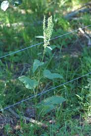 Attēlu rezultāti vaicājumam “Rumex aquaticus bud”