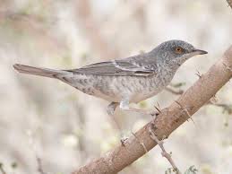 Attēlu rezultāti vaicājumam “Sylvia nisoria”