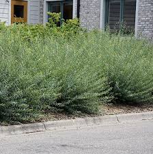 Attēlu rezultāti vaicājumam “Salix purpurea”