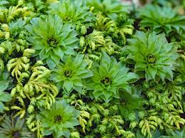 Attēlu rezultāti vaicājumam “Rhodobryum roseum”