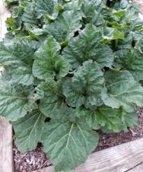 Attēlu rezultāti vaicājumam “Rheum rhabarbarum leaf”