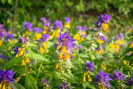 Attēlu rezultāti vaicājumam “Melampyrum nemorosum flower”