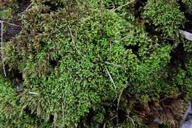 Attēlu rezultāti vaicājumam “Philonotis marchica”