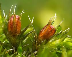 Attēlu rezultāti vaicājumam “Orthotrichum diaphanum sporophyte”