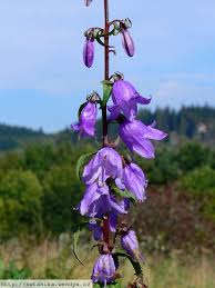 Image result for Campanula rapunculoides