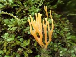 Attēlu rezultāti vaicājumam “Ramariopsis crocea”