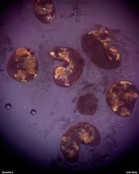 Attēlu rezultāti vaicājumam “Lycogala fuscoolearium”