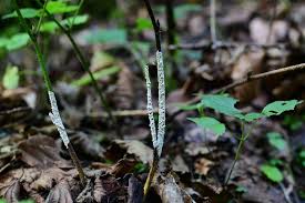 Attēlu rezultāti vaicājumam “Diderma globosum”