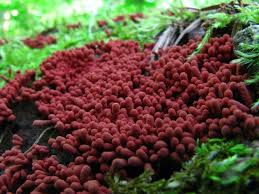 Attēlu rezultāti vaicājumam “Arcyria minuta macro”