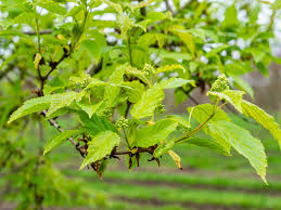 Attēlu rezultāti vaicājumam “Acer tataricum subsp. ginnala bud”