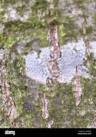 Attēlu rezultāti vaicājumam “Lecanora carpinea”