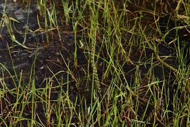 Attēlu rezultāti vaicājumam “Juncaginaceae”