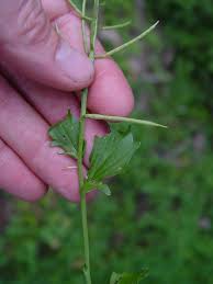 Attēlu rezultāti vaicājumam “Barbarea vulgaris subsp. arcuata fruit”