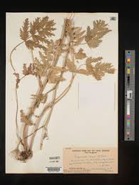 Image result for Pimpinella major