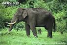 ARKive - Asian elephant videos, photos and facts - Elephas maximus