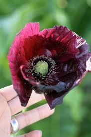 Image result for Papaver somniferum Black