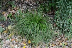 Attēlu rezultāti vaicājumam “Carex scandinavica”