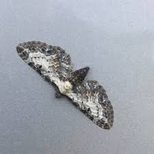 Attēlu rezultāti vaicājumam “Eupithecia succenturiata”