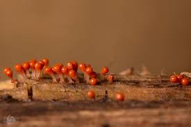 Attēlu rezultāti vaicājumam “Badhamia flavoglauca”