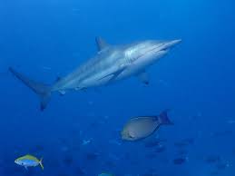 Image result for Carcharhinus brevipinna