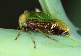 Attēlu rezultāti vaicājumam “Membracidae”