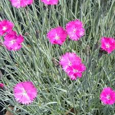 Image result for Dianthus gratianopolitanus