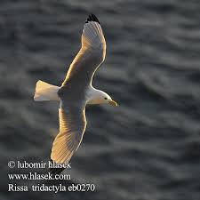 Attēlu rezultāti vaicājumam “Rissa tridactyla”