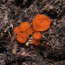 Attēlu rezultāti vaicājumam “Cheilymenia stercorea”