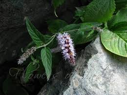 Attēlu rezultāti vaicājumam “Mentha longifolia”