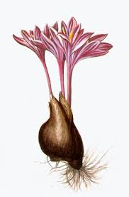 Attēlu rezultāti vaicājumam “Colchicum autumnale”