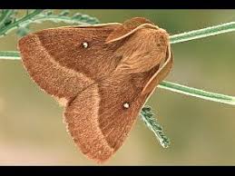 Attēlu rezultāti vaicājumam “Lasiocampa trifolii”