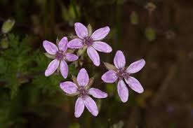 Attēlu rezultāti vaicājumam “Erodium cicutarium flower”