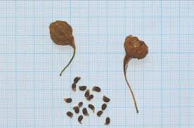 Attēlu rezultāti vaicājumam “Leucojum vernum var. vernum”